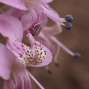 Alstroemeria revoluta